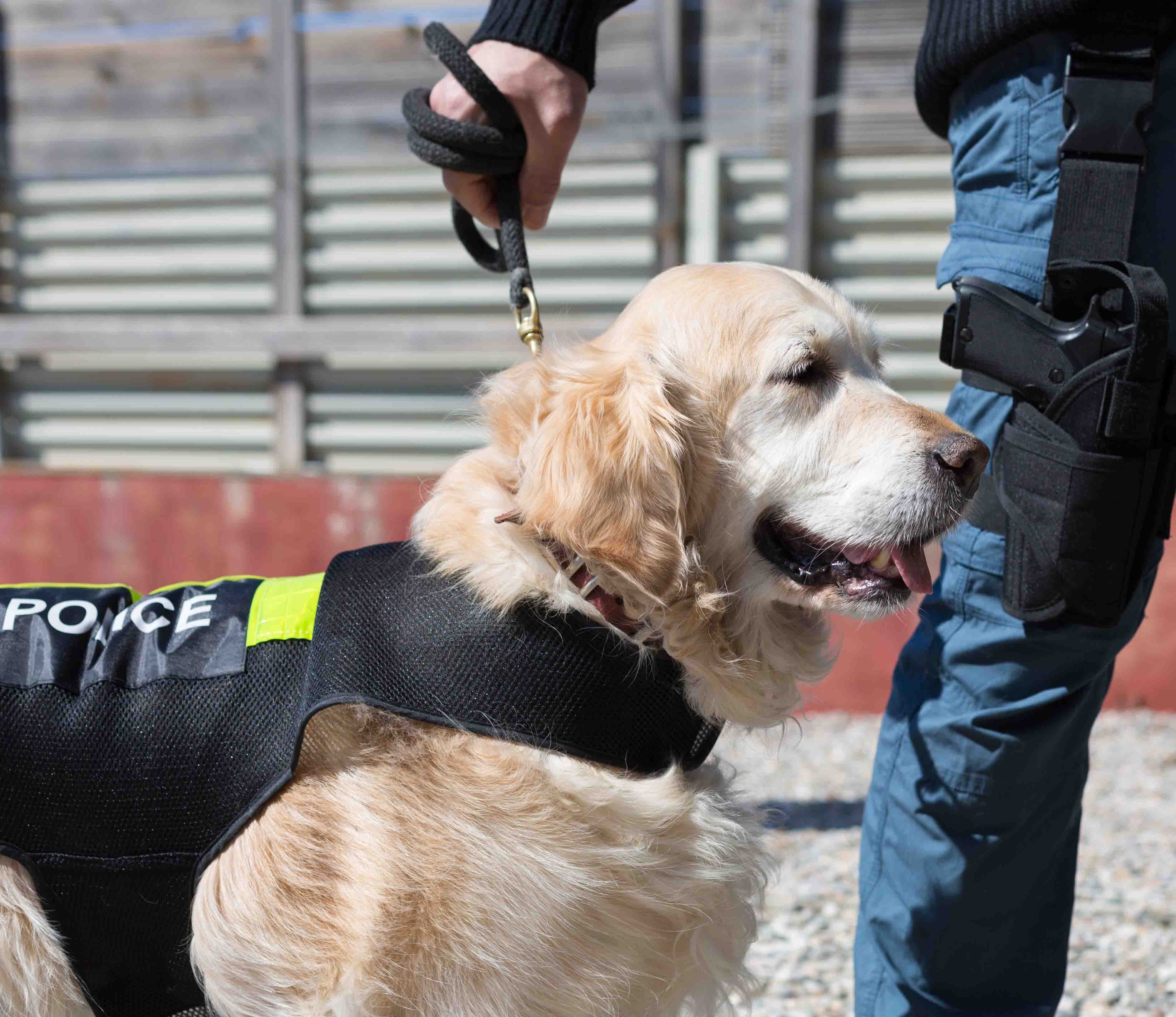 Drugs and Private Jets Police dog with distinctive