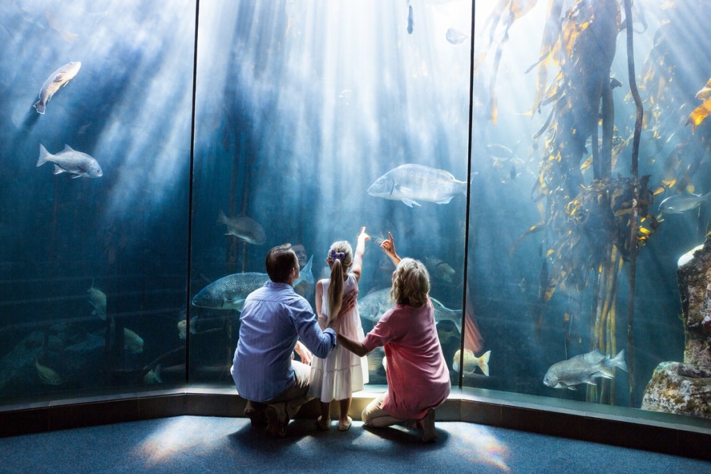 Discover the Top Three Marine Aquariums in the U.S.