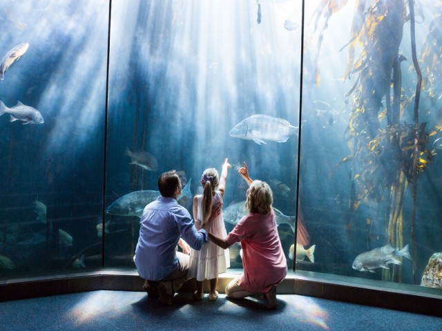Discover the Top Three Marine Aquariums in the U.S.
