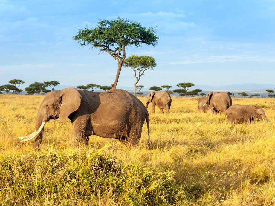 Maasai Mara Private Jet Charter